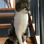 Alojamento de Acomodação e Pequeno-almoço Des Mondfänger Meisenthal