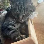 Des Mondfänger * Meisenthal