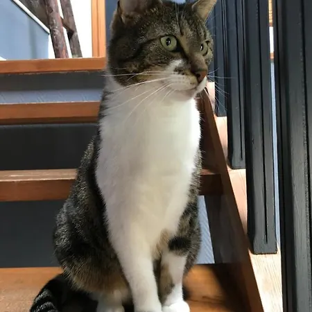 Couette-café Des Mondfänger Meisenthal