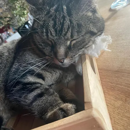 Des Mondfänger * Meisenthal