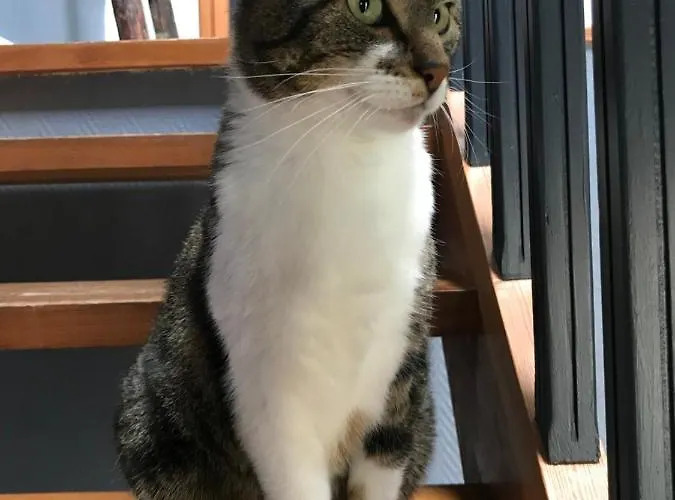 Panzió Des Mondfaenger Meisenthal