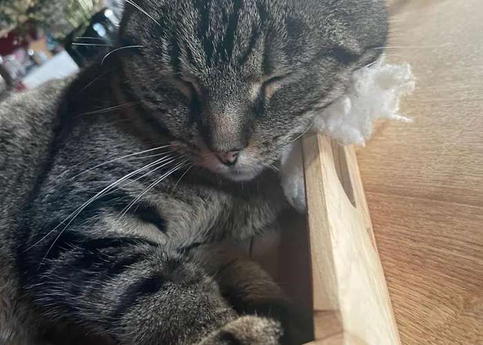 Des Mondfänger * Meisenthal